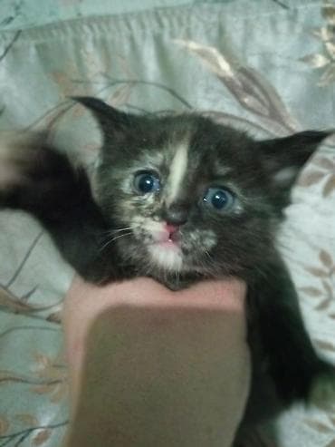 котята бурма: Британская короткошёрстная, 1 месяц, Девочка, Черепаховый, Проглистована — 2