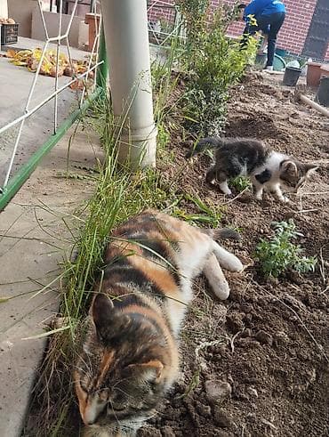 котенок даром: Кошка даром: Беспородная, Мальчик — 7