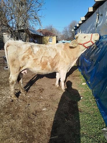 бука бык: Продаю | Корова (самка) | Для молока | Привязанные — 2