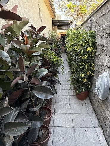 комнатный эшиктер: Комнатные и уличные растения в горшках - Большой выбор цветущих и — 7