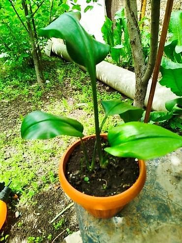 амариллис бишкек: Эухарис также известен как амазонская лилия — 3