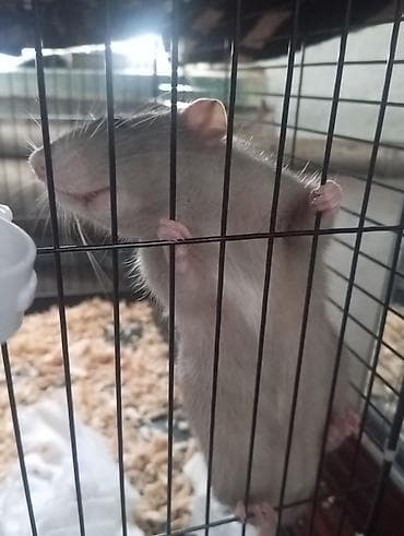 Келемиштер: Домашняя декоративная крыса - Окрас: серо-бежевый (агути/декоративный — 2