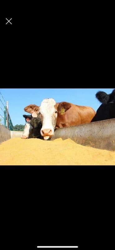 оборудование для молока: Требуется Скотник, Оплата Еженедельно — 1