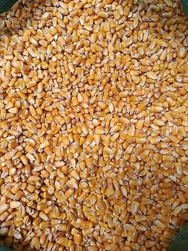 продукты питание: Продаю кукурузу в зерне (пионер) в наличии 30 тонн, сухая. г.Кант — 2