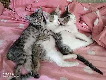 мини пу: Котята, помет из трёх малышей. Описание: - Возраст примерно 2–3 — 3