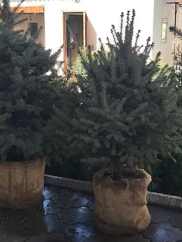 турецкие леса: Продаются голубые/зеленые/тянь-шанские ели 🌲 Выращиваем сами, со всей — 2