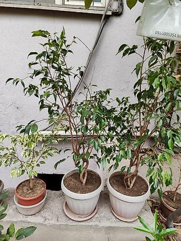 нужны: Продается комнатная растения ФИКУС Бенджамина (высота 85 см) — 6
