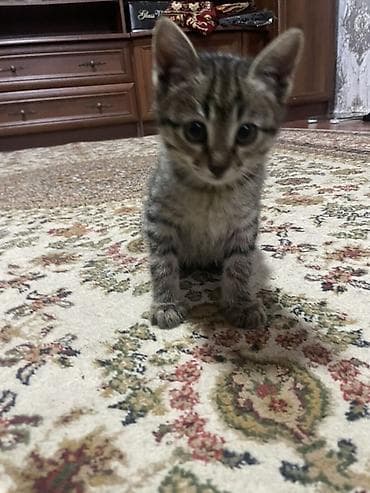 где купить кошку в бишкеке: Котята, домашние. Описание: - Возраст на фото: примерно 1,5–2 месяца — 3