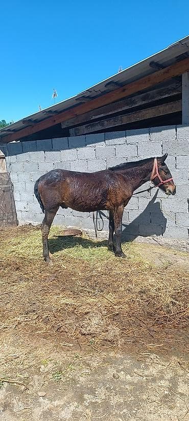 лош ат: Продаю | Жеребенок — 4