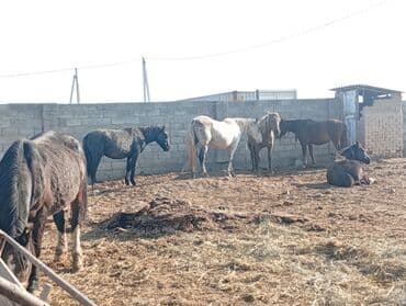 кролик декоративные: Продаю | Жеребенок | Для разведения | Племенные — 10