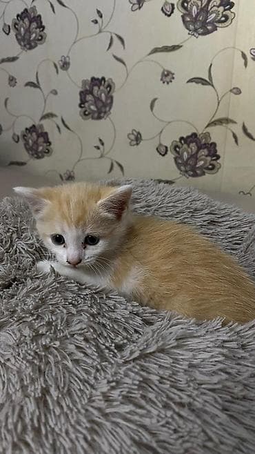 scottish fold: Кошка даром: Беспородная, 2 месяца, Девочка, Приучена к лотку — 2