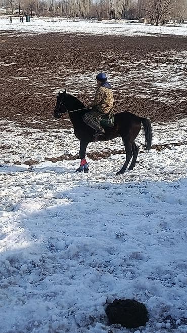 рабочи ат: Продаю | Кобыла (самка) | Конный спорт — 3