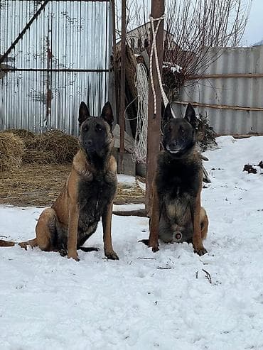 Бельгийская овчарка, 3 месяца, Самка, С родословной