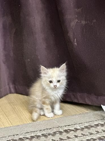 Продажа кошек: Мейн-кун, 1 месяц, Мальчик — 1