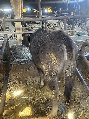 Другие животные: Продаю | Музоо, торпок | На откорм | Привязанные — 2