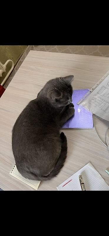 белая сибирская кошка: Британская короткошёрстная, 2 года, Мальчик, Голубой, Приучена к лотку — 4