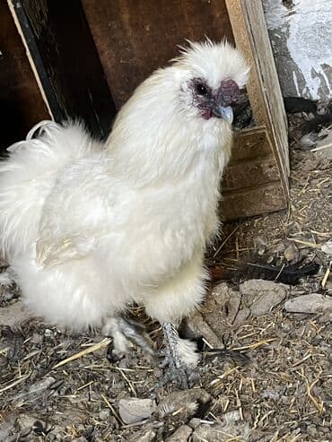 отдам даром щенка немецкой овчарки бишкек: Продаю | Куры | Домашняя | Для разведения — 5