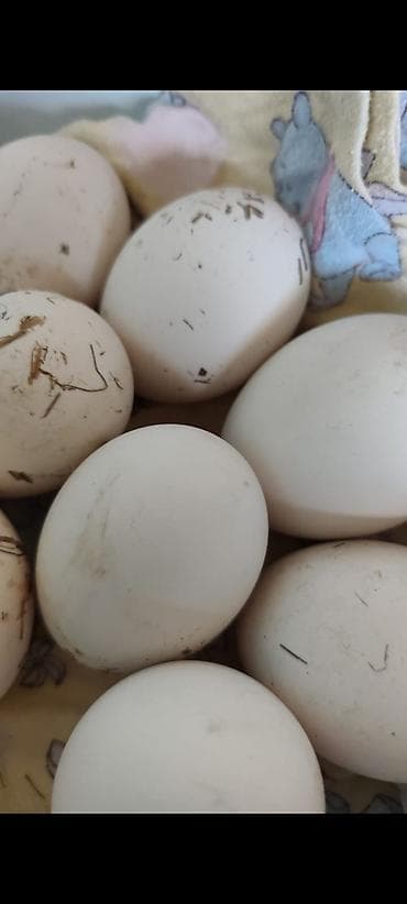 соевый соус цена: Домашние гусиные яйца - Крупные белые яйца овальной формы - — 1