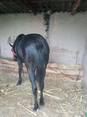 куплю конь: Продаю | Жеребец | Рабочий | Мерин — 3