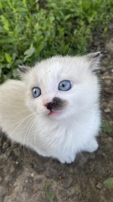 кошка шотланская: Отдам котят в добрые руки 🐾 Ищем заботливых хозяев для трёх — 6