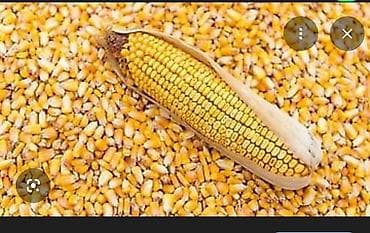 Кукуруза 2 тонны