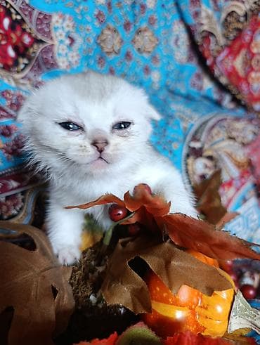 Кошки: Шотландский котёнок,скотишь фолд,в серебренном окрасе. Готов к — 3
