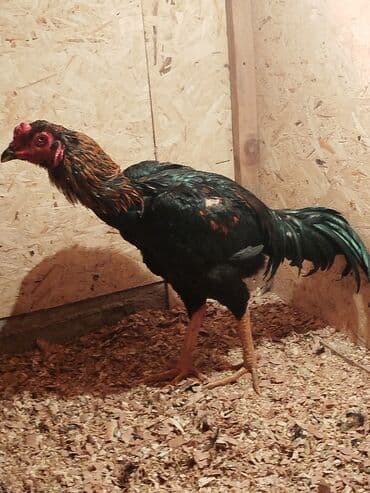 цены породистых собак: Сатам | Тооктор — 8