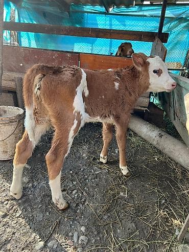 бычок лимузин: Продаю | Тёлка | На откорм | Племенные — 1