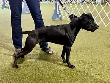 Продажа собак: Щенок/молодая собака средних размеров, гладкошёрстная, полностью — 1