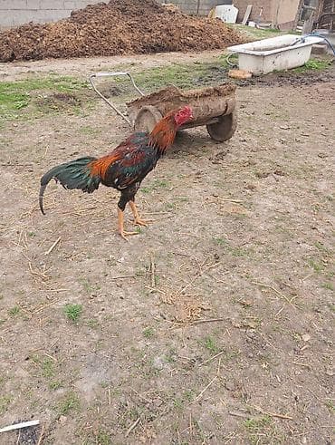 сколько стоит лошадь орловский рысак: Продаю | Петух | Бойцовая | Для разведения — 3