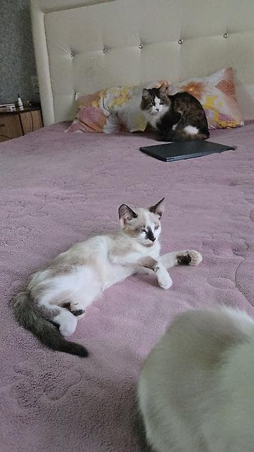 шотландская шоколадная кошка: Кошка даром: Сиамская, 3 месяца, Девочка — 2