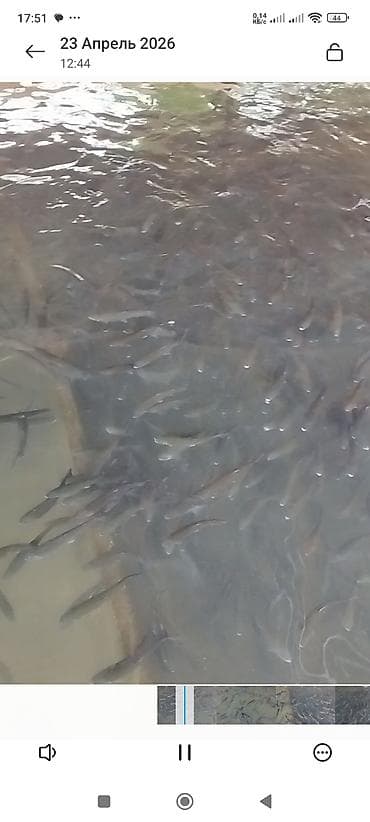 бу аквариум: Форель радужная, на дорост мальки 30гр. 150гр. 500гр — 6