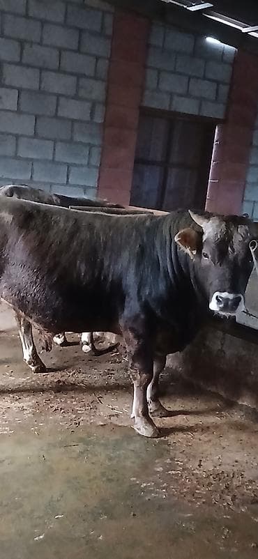 чк тай: Продаю | Бык (самец) | Для разведения | Привязанные — 1