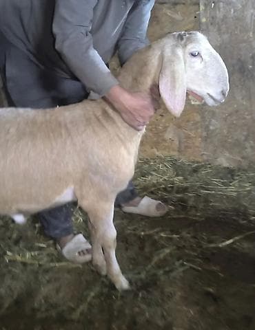 сокол птица цена: Продаю | Ягненок | Для разведения | Племенные — 4