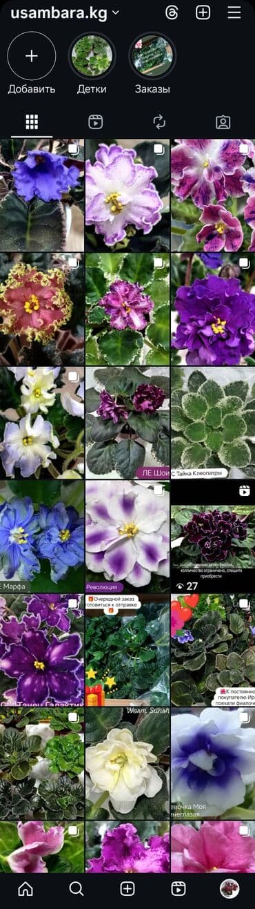 купить луковицы тюльпана: В продаже трейлерные (ампельные и кустовые)фиалки: детки, стартеры(от — 28