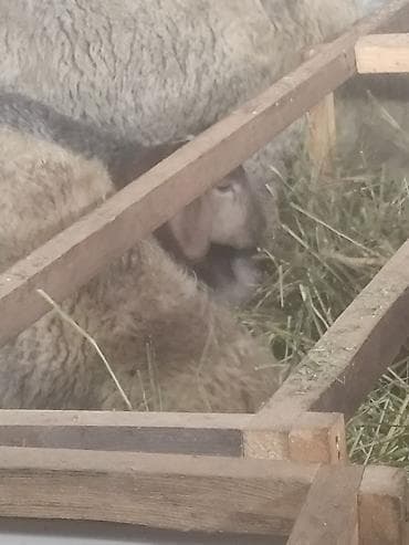 романовский: Продаю | Овца (самка) | Романовская | Для разведения | Ярка — 5