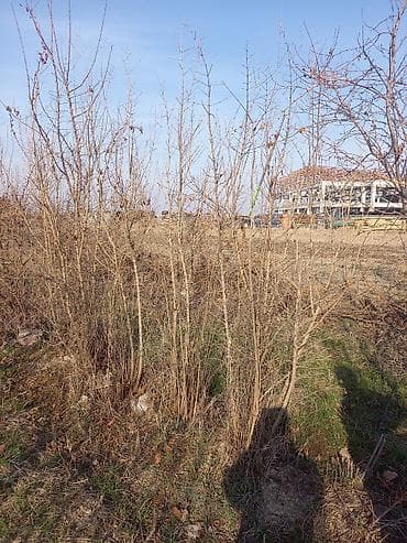 малина урук: Кочоттор сатылыт .Анар тоо тиш жузум 5 сорту бар г.Ош тел 0554239997 — 3