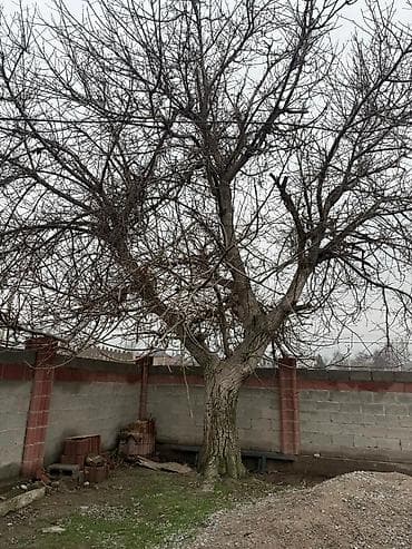 молочай цветок: Плодовое дерево (орех/каштан, взрослое) для пересадки или заготовки — 1
