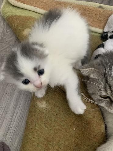кара балта кошки: Котята домашние, разного окраса В добрые руки Котятам 1 месяц Отдаю — 2