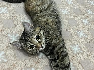 Мышыктар: Мышык бекер берилет: Породасыз, 11 айлык, Ургаачы, Лотокко барууга үйрөтүлгөн — 3