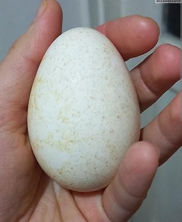 Продаю яйца домашних индюшек 30 штук цена 200 сом at lalafo.kg Продаю яйца домашних индюшек 30 штук цена 200 сом