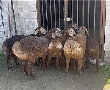 баранья шерсть: Продаю | Ягненок, Баран (самец) | Арашан | Для разведения — 2