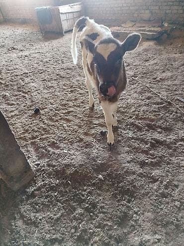 уй ангус: Продаю | Музоо, торпок | Для разведения | Искусственник — 2