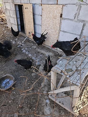 Үй жаныбарлары: Сатам | Тооктор | Үй | Көбөйтүү үчүн — 3