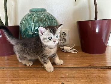 купить котенка шотландца: Породистые котята скоттиш страйт и скотиш фолд, со всеми документами и — 5