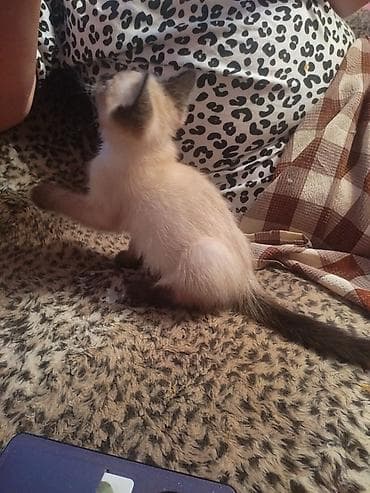 сиамский котенок: Котёнок с сиамским окраcом (колор‑пойнт). - Возраст: примерно 2–3 — 1