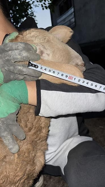 кой сойгуч: Продаю | Овца (самка), Ягненок, Баран (самец) | Арашан | Для разведения — 10