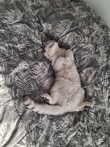 Кошки: Очаровательные котята домашнего разведения - Возраст на фото — 4