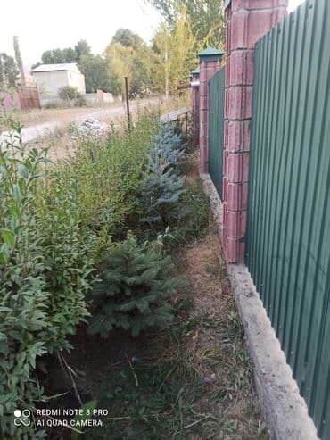 инструменты для сада: Ель голубая (Picea pungens ‘Glauca’) — декоративные саженцы для — 2