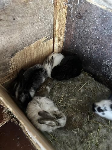 перья: Кролики декоративные, молодняк - Породы/окрасы: пёстрые и однотонные — 3